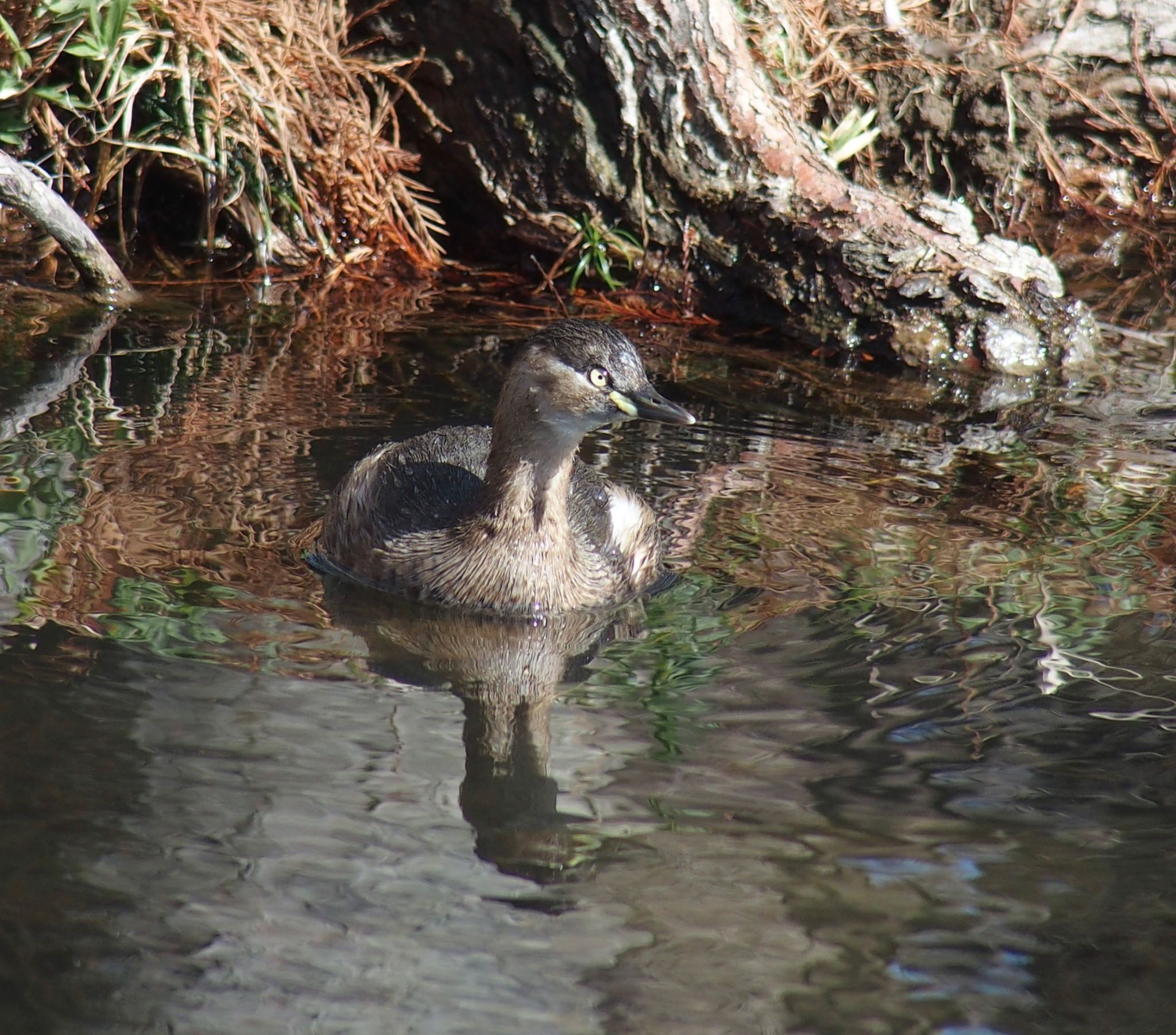 Little Grebe