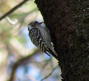 Japanese Pygmy Woodpecker 神代植物公園 Sat, 2/24/2024