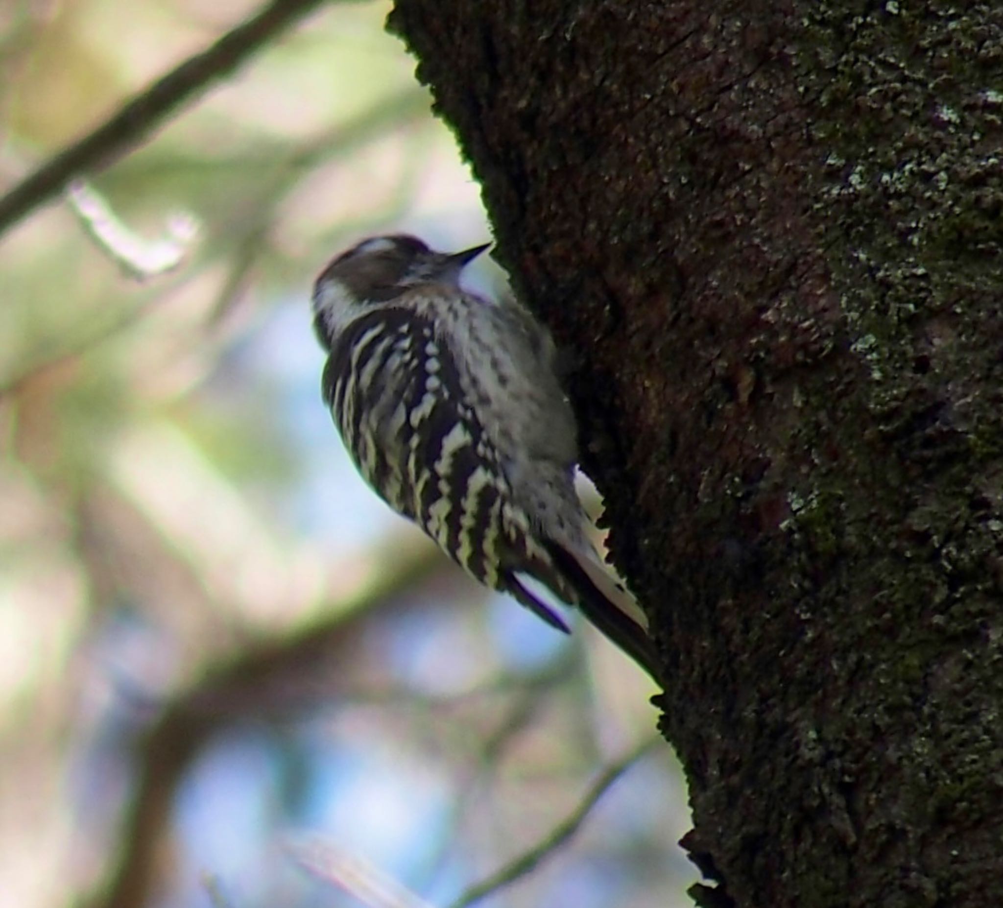 Japanese Pygmy Woodpecker