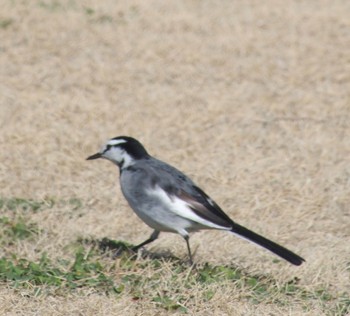 White Wagtail 神代植物公園 Sat, 2/24/2024