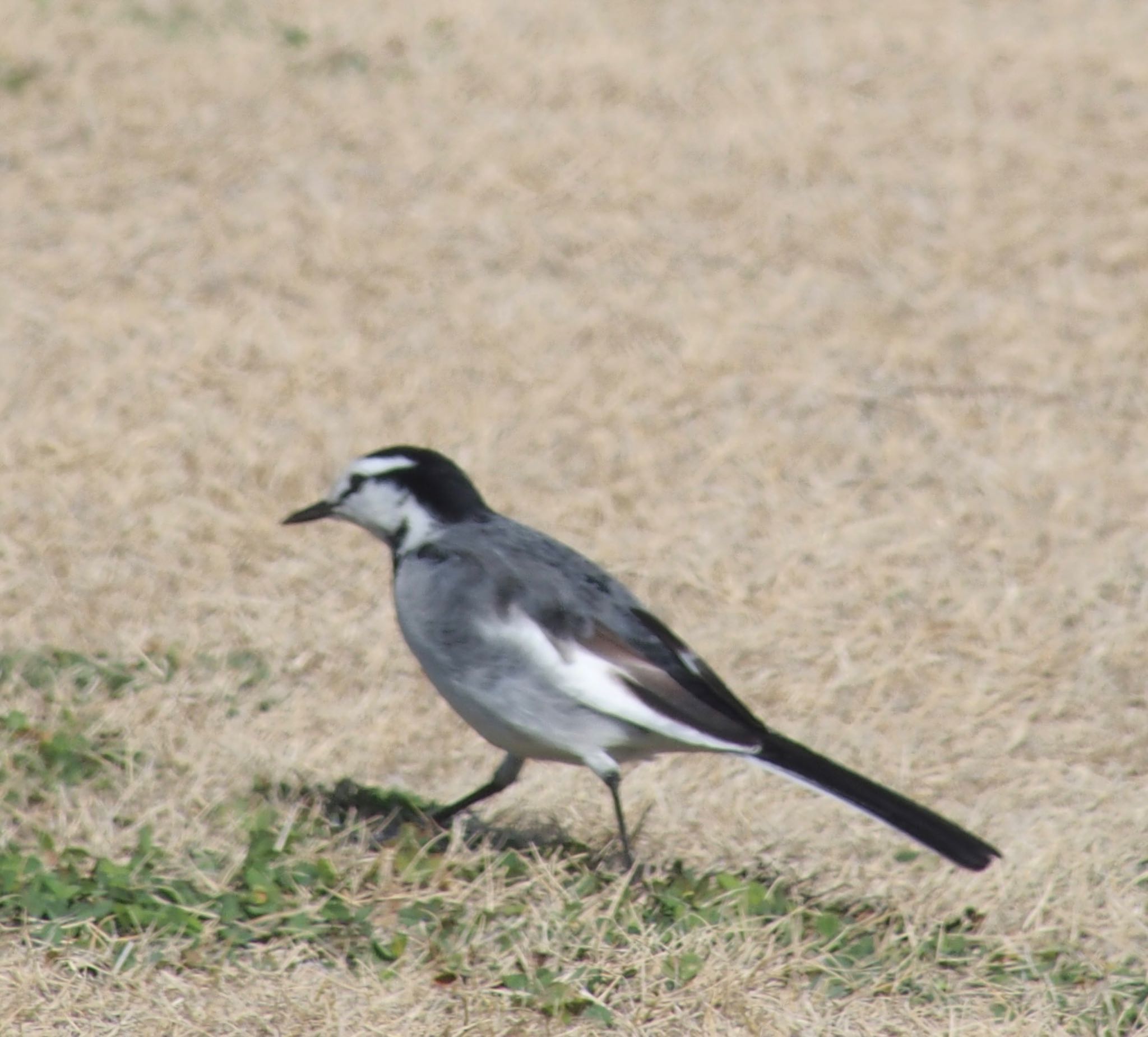 White Wagtail