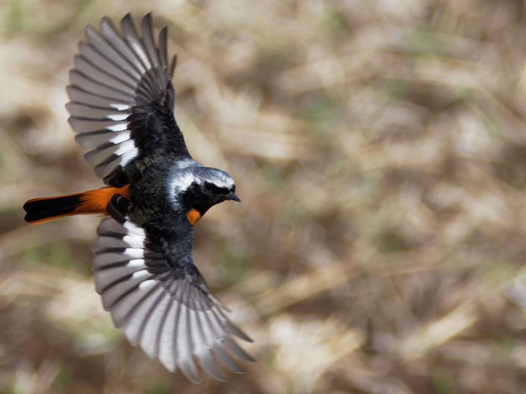 Daurian Redstart