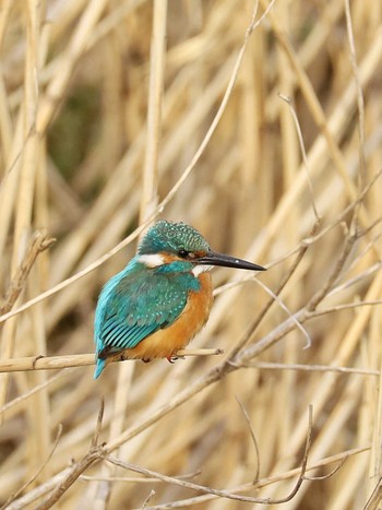 Common Kingfisher 大根川 Sat, 2/24/2024