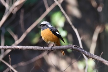 ジョウビタキ 大麻生公園 野鳥の森 2024年2月24日(土)