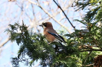 カケス 大麻生公園 野鳥の森 2024年2月24日(土)