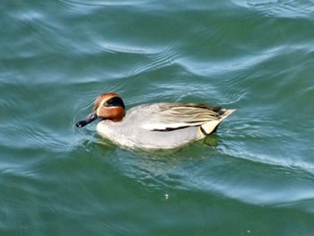 2024年2月24日(土) 相模大堰の野鳥観察記録