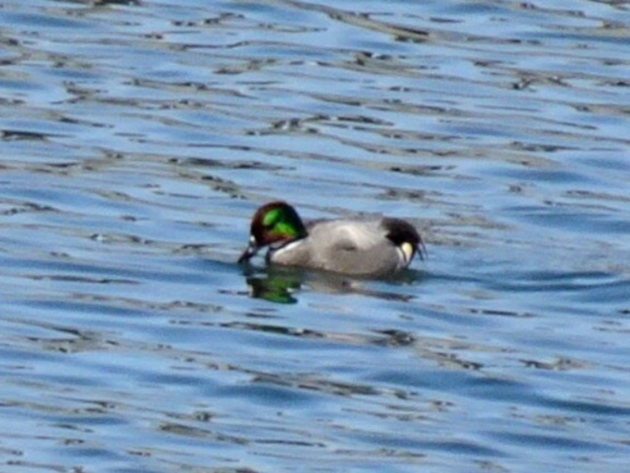 Falcated Duck