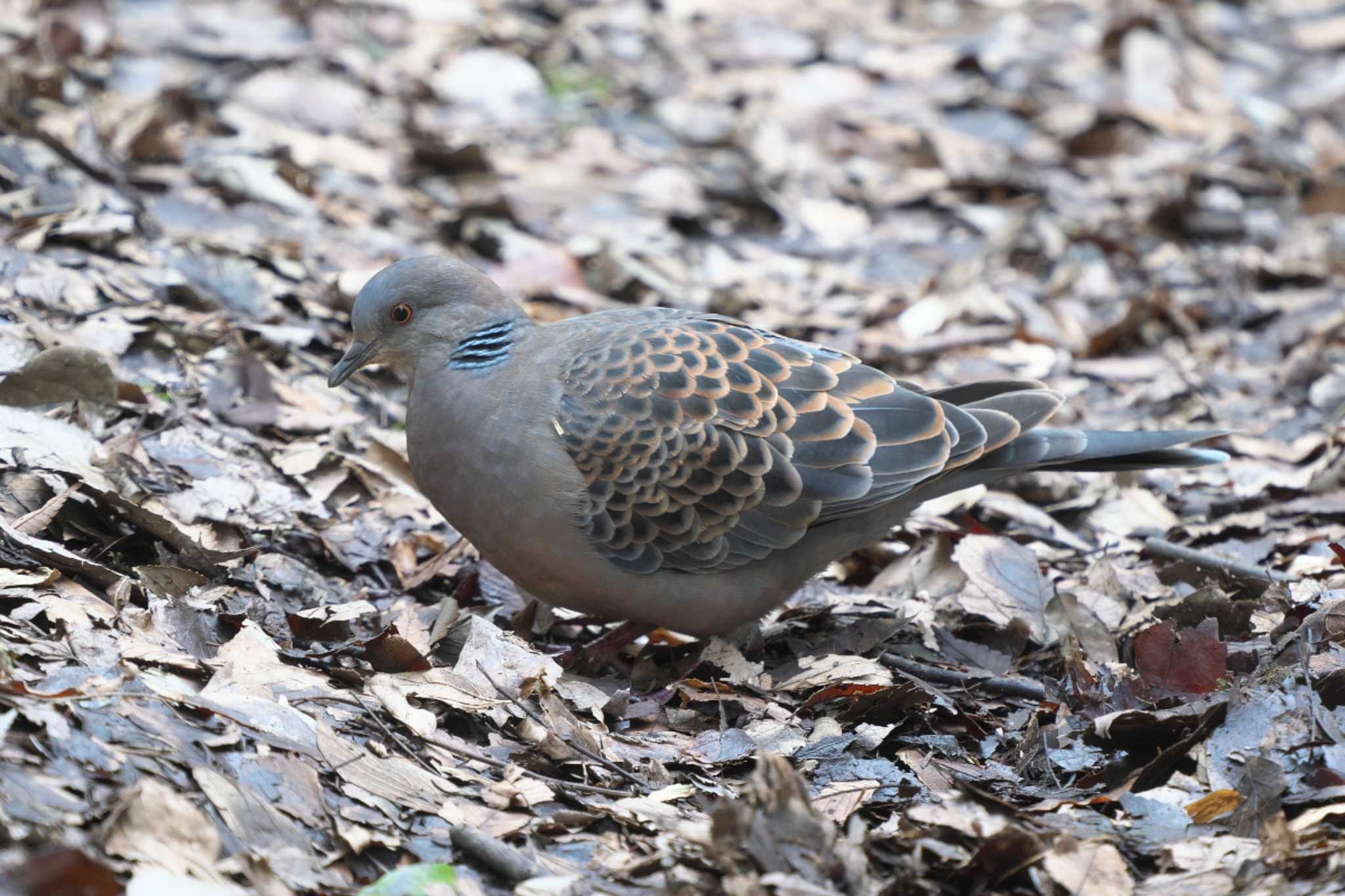 Photo of Oriental Turtle Dove at 池子の森自然公園 by Y. Watanabe