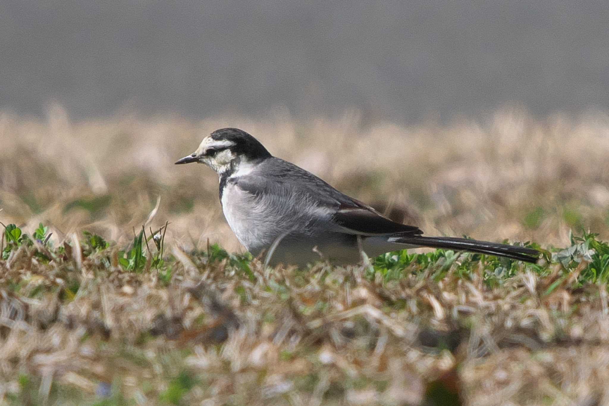 Photo of White Wagtail at 池子の森自然公園 by Y. Watanabe