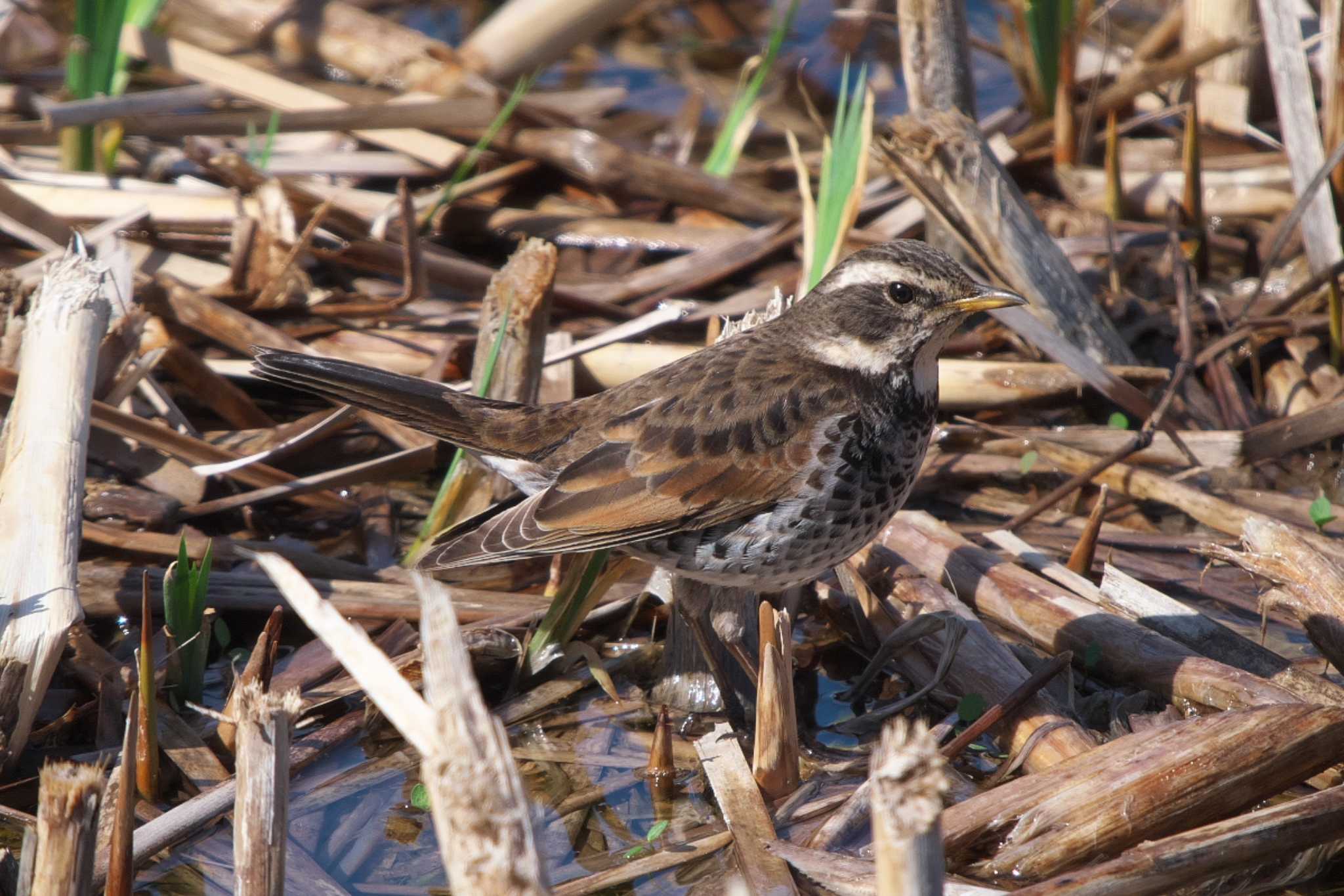 Photo of Dusky Thrush at 池子の森自然公園 by Y. Watanabe