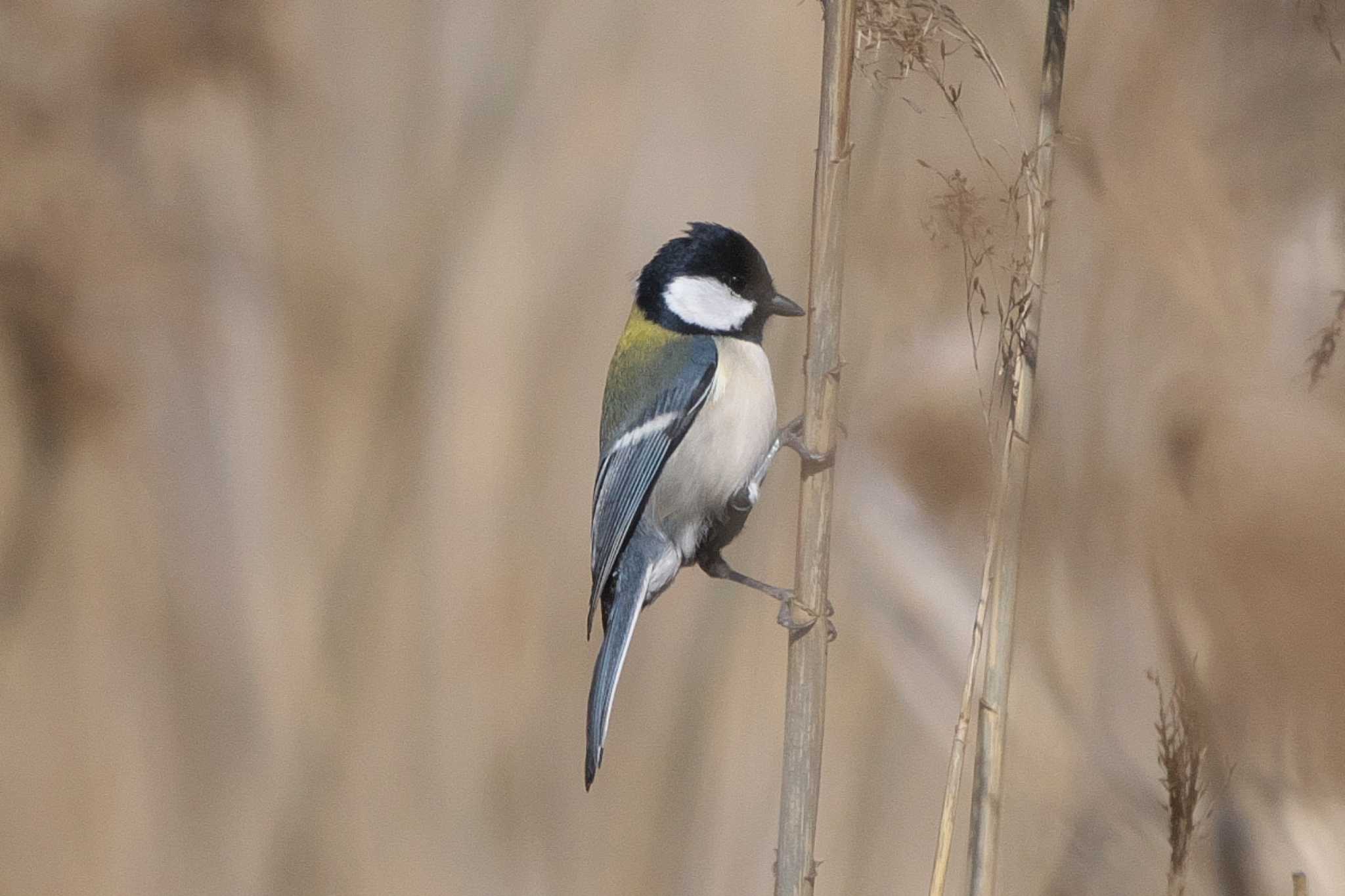 Photo of Japanese Tit at 池子の森自然公園 by Y. Watanabe