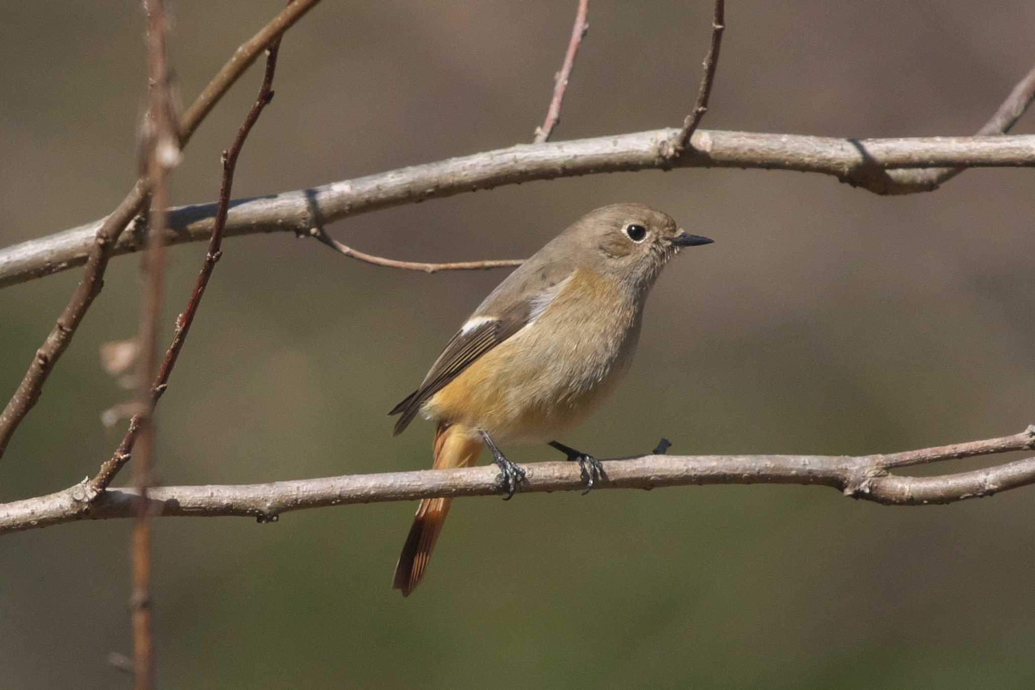 Photo of Daurian Redstart at 池子の森自然公園 by Y. Watanabe