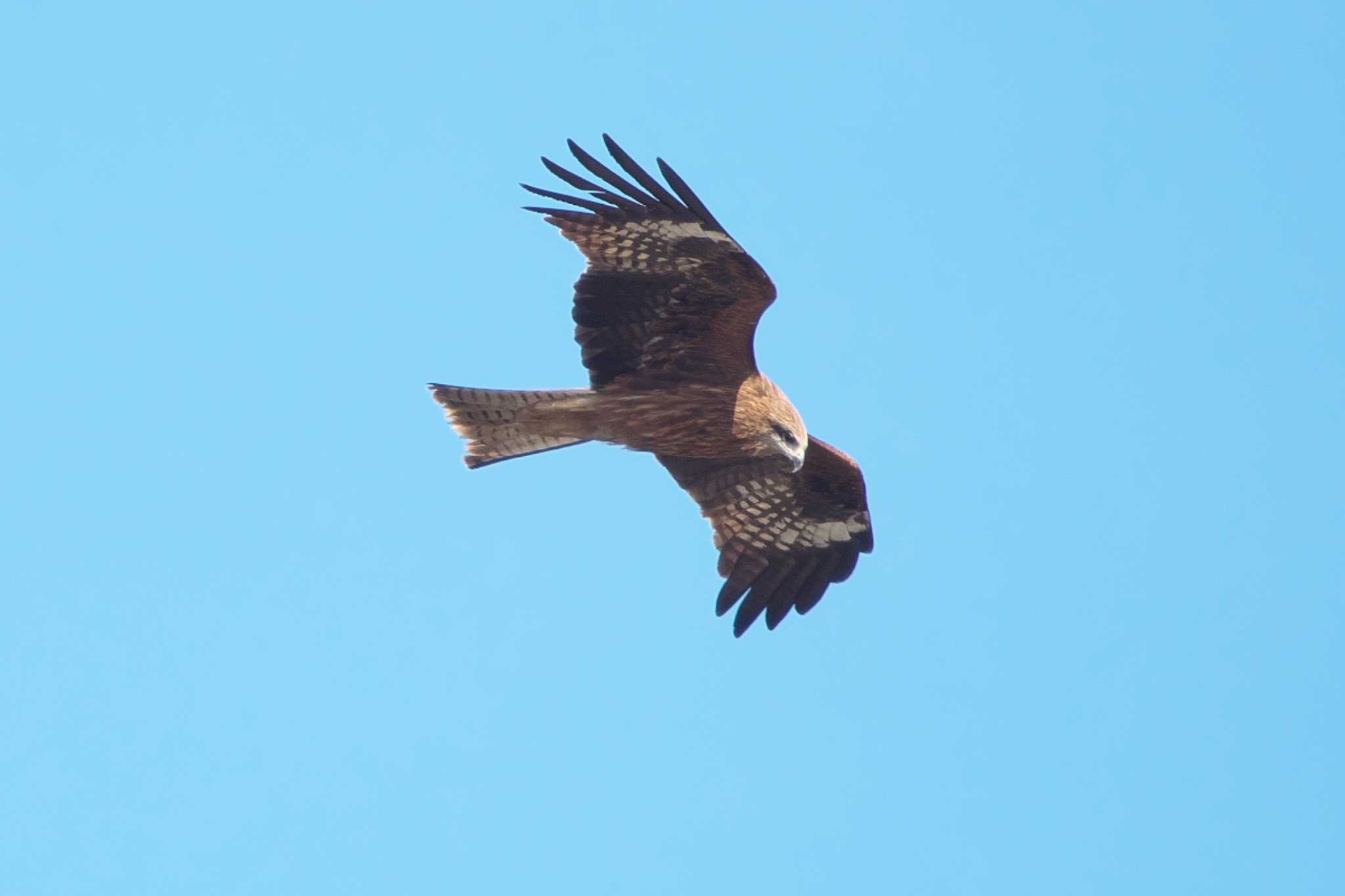 Photo of Black Kite at 池子の森自然公園 by Y. Watanabe