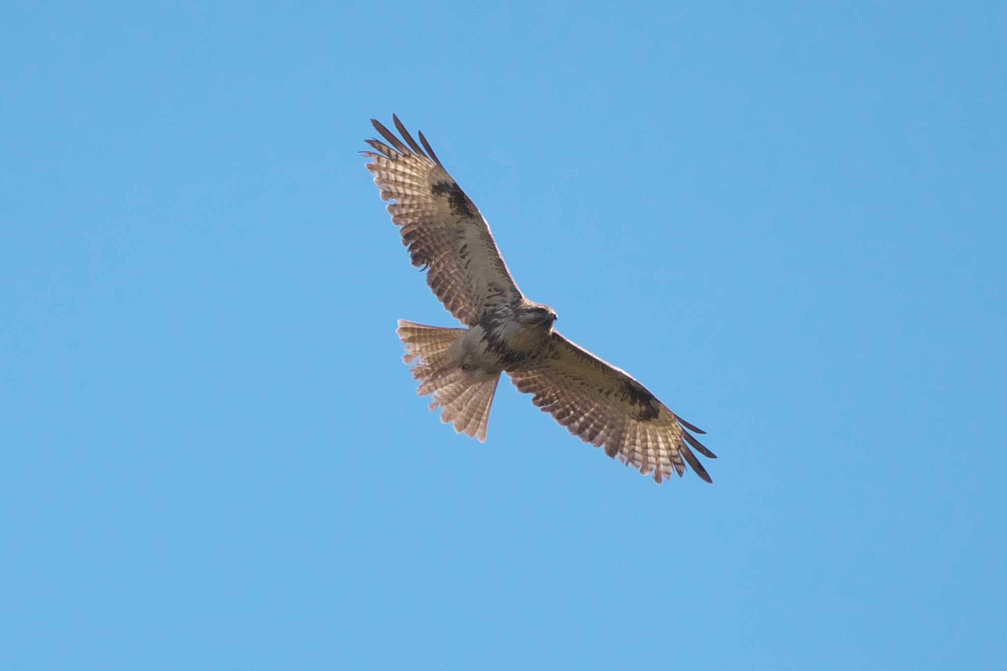 Photo of Eastern Buzzard at 池子の森自然公園 by Y. Watanabe