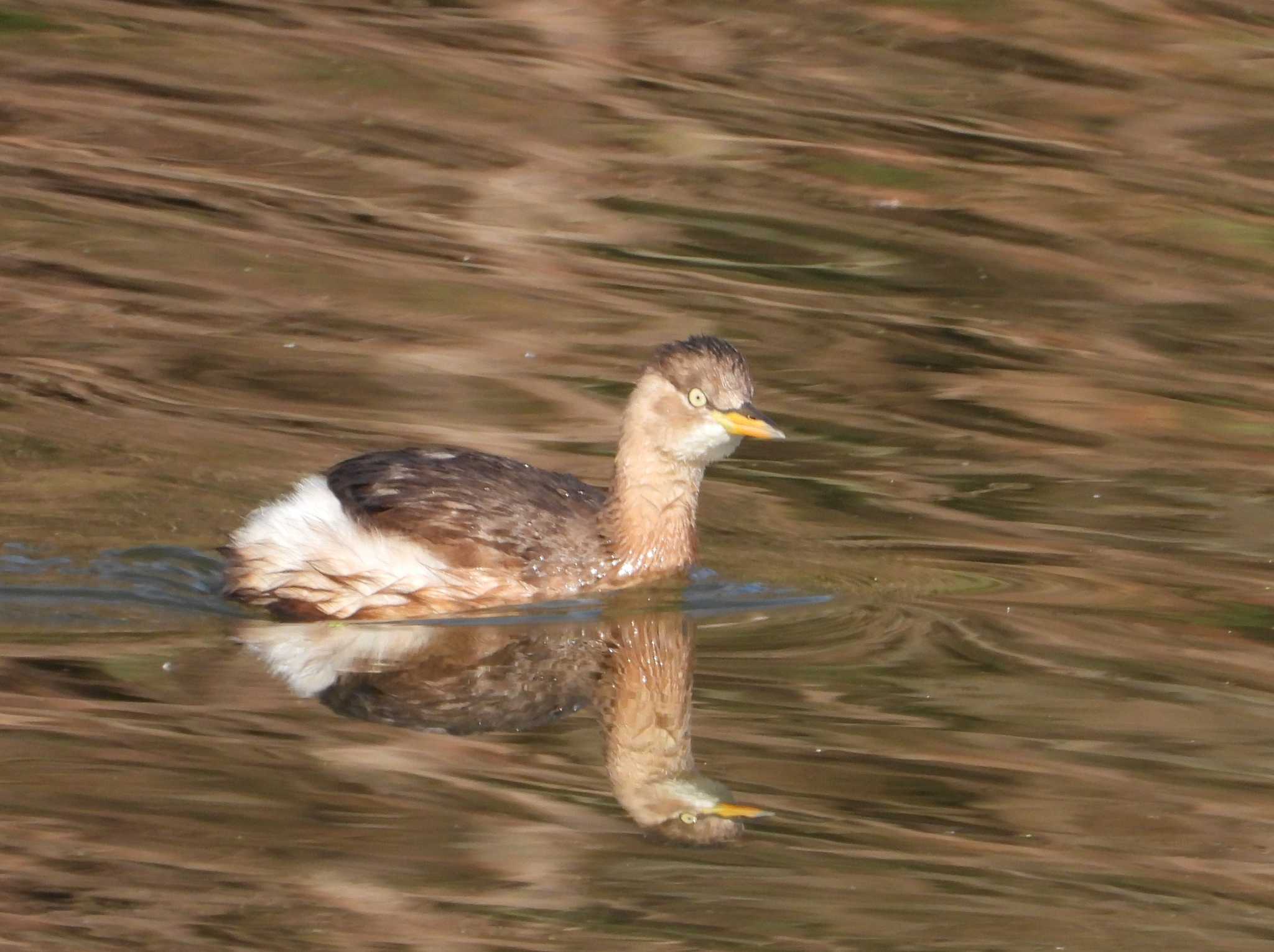 Photo of Little Grebe at Mizumoto Park by アカウント6488