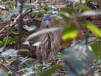 Japanese Night Heron Mizumoto Park Sat, 2/24/2024