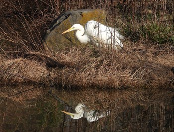 Great Egret(modesta)  Mizumoto Park Sat, 2/24/2024