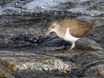 Common Sandpiper 鴨川 Sat, 2/24/2024