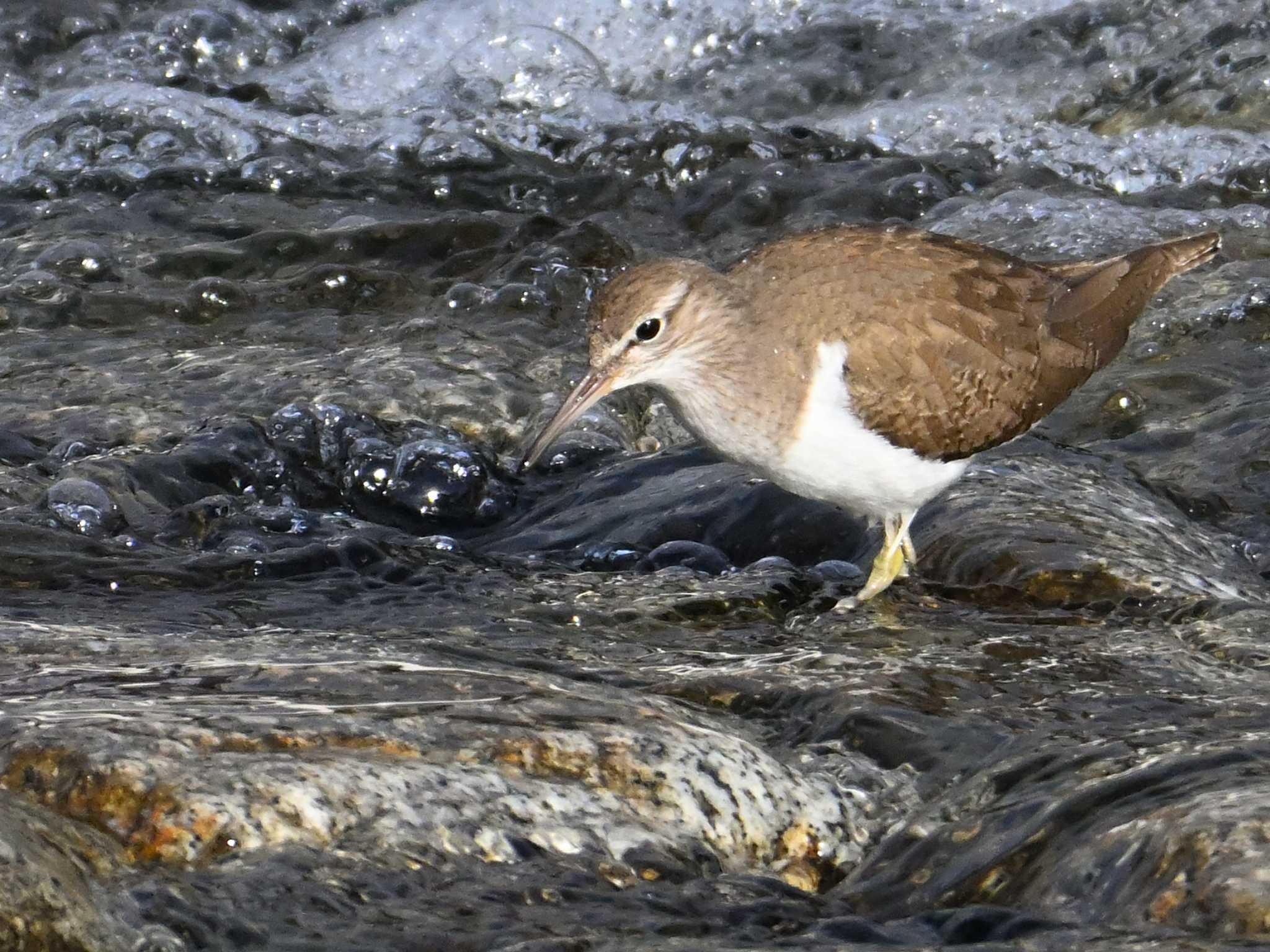 Common Sandpiper