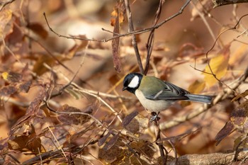 Thu, 11/29/2018 Birding report at 市民鹿島台いこいの森