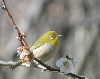 Warbling White-eye 府中 Sat, 2/24/2024