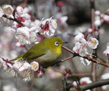 Warbling White-eye 府中 Sat, 2/24/2024