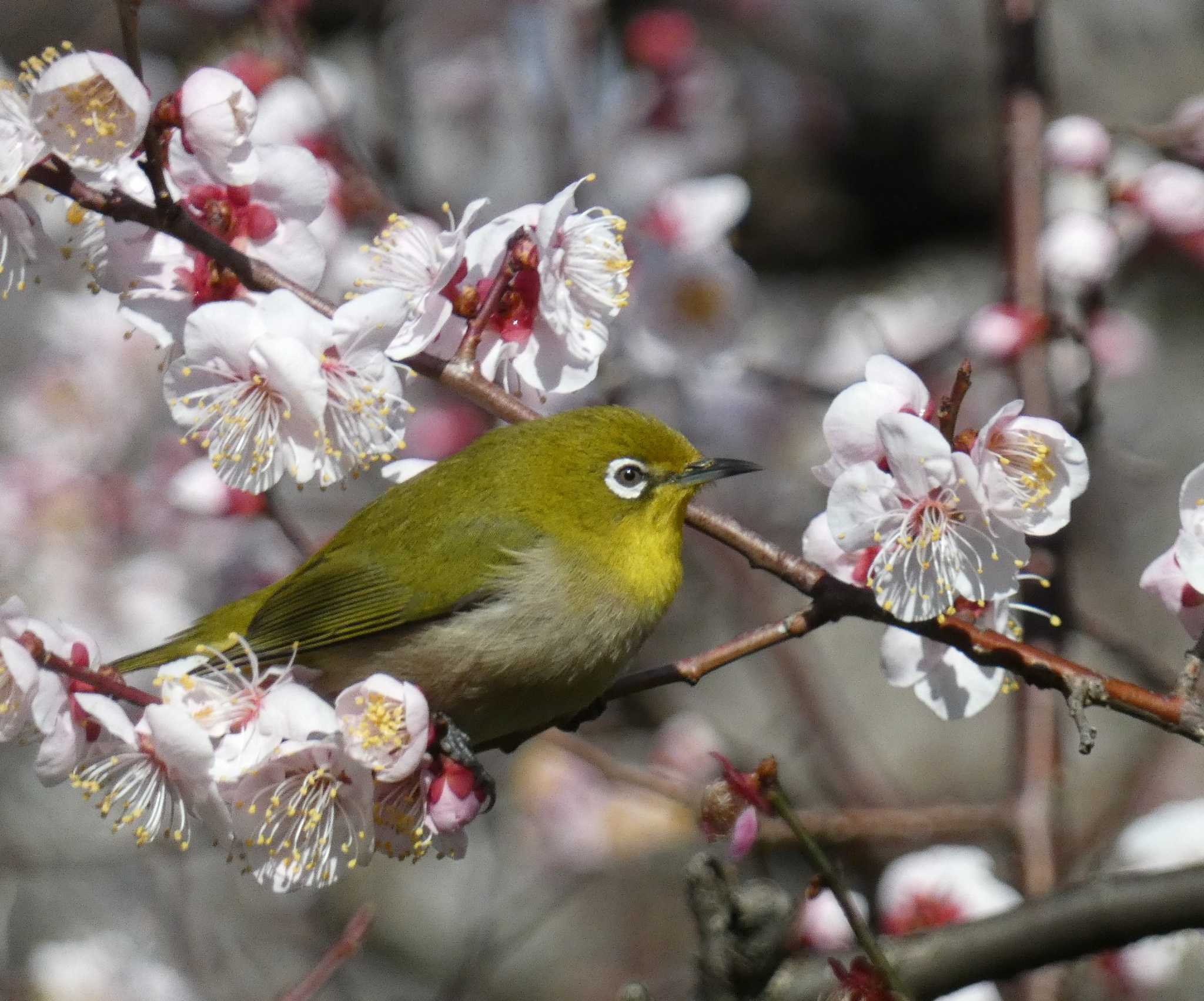 Warbling White-eye