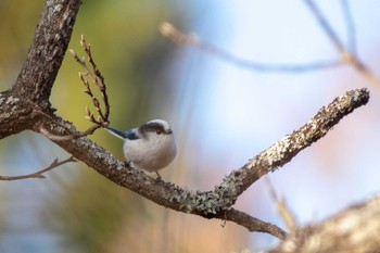 Long-tailed Tit 市民鹿島台いこいの森 Thu, 11/29/2018