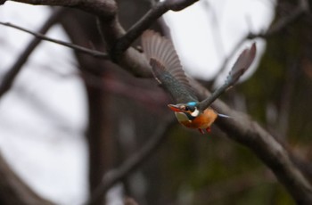 2024年2月24日(土) 住吉公園の野鳥観察記録