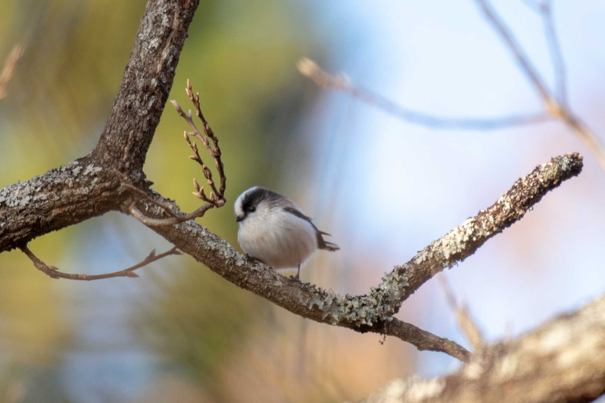 Long-tailed Tit