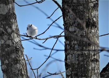 Long-tailed tit(japonicus) 釧路空港周辺 Sat, 2/24/2024