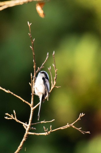 Long-tailed Tit 市民鹿島台いこいの森 Thu, 11/29/2018