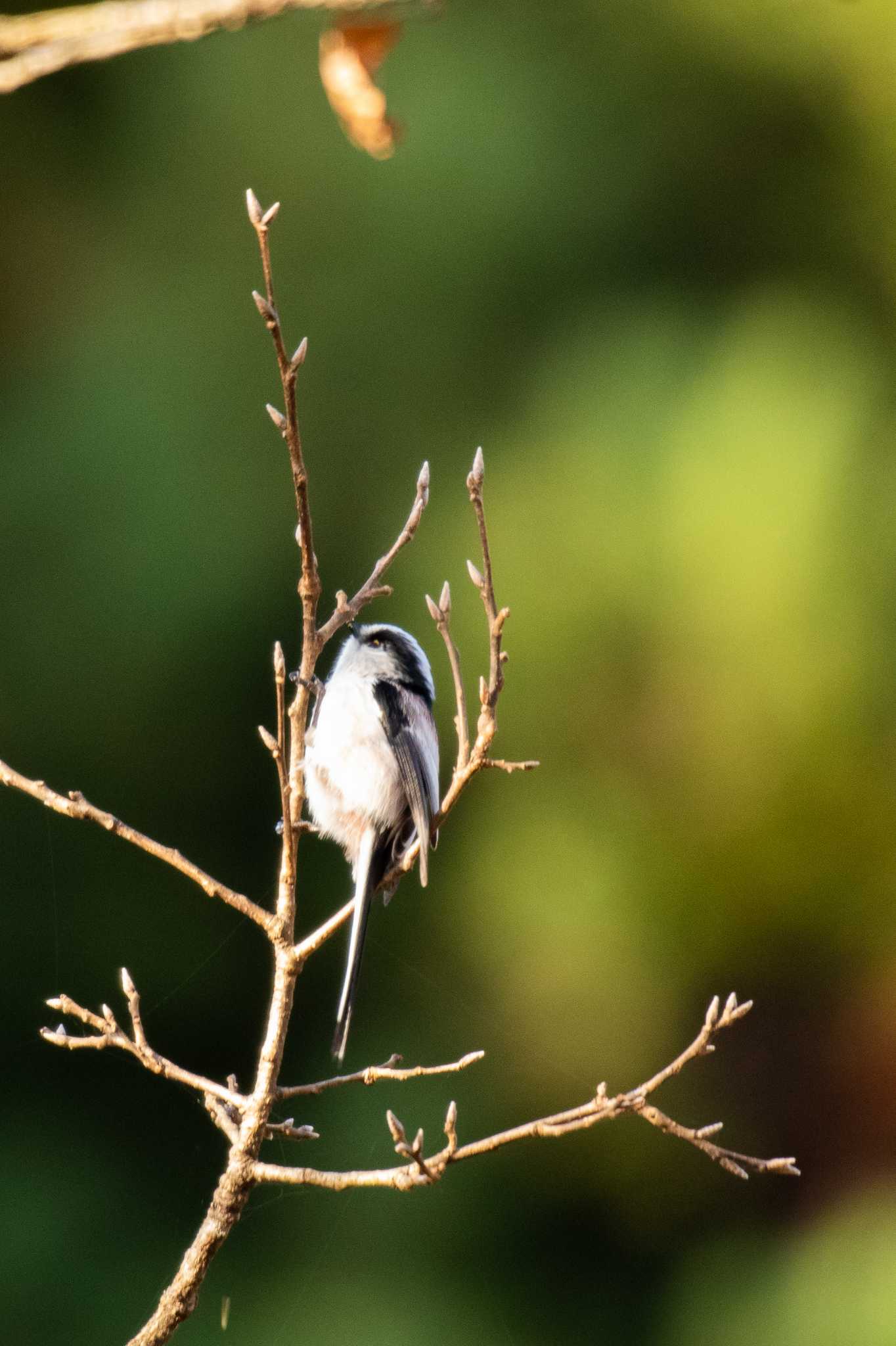 Long-tailed Tit