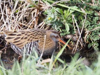 2024年2月24日(土) 手賀沼の野鳥観察記録