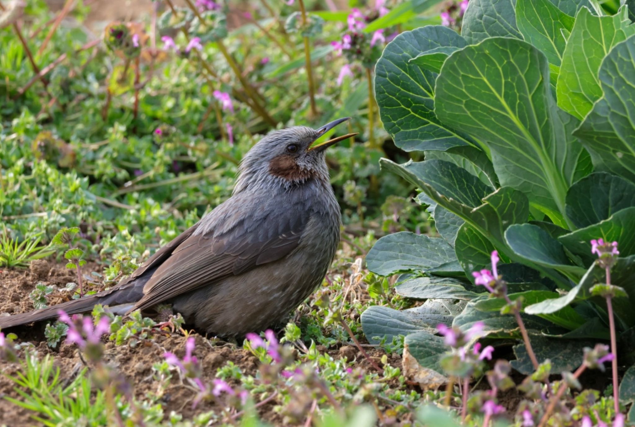 Photo of Brown-eared Bulbul at  by Allium