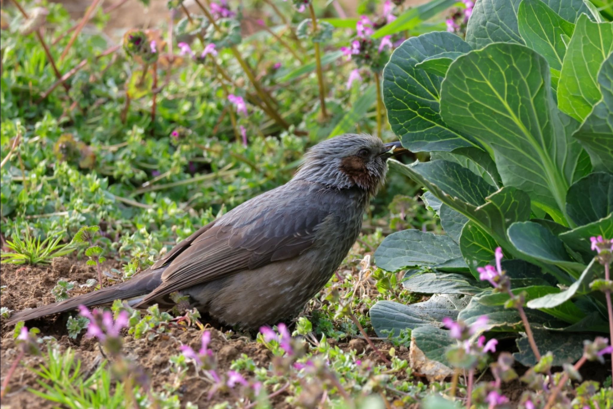 Photo of Brown-eared Bulbul at  by Allium