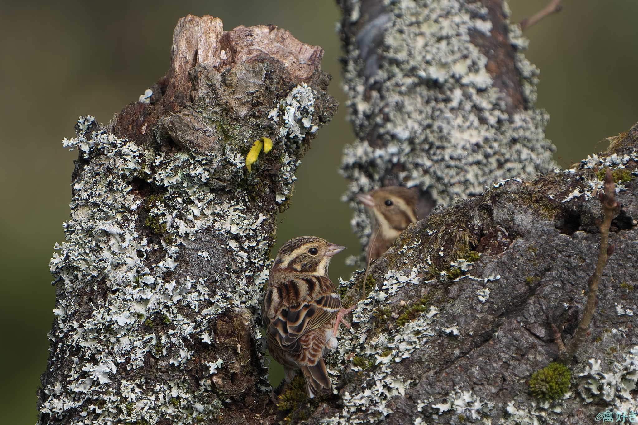 Rustic Bunting