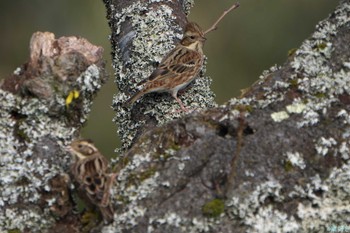 Rustic Bunting 和泉葛城山 Sat, 2/17/2024