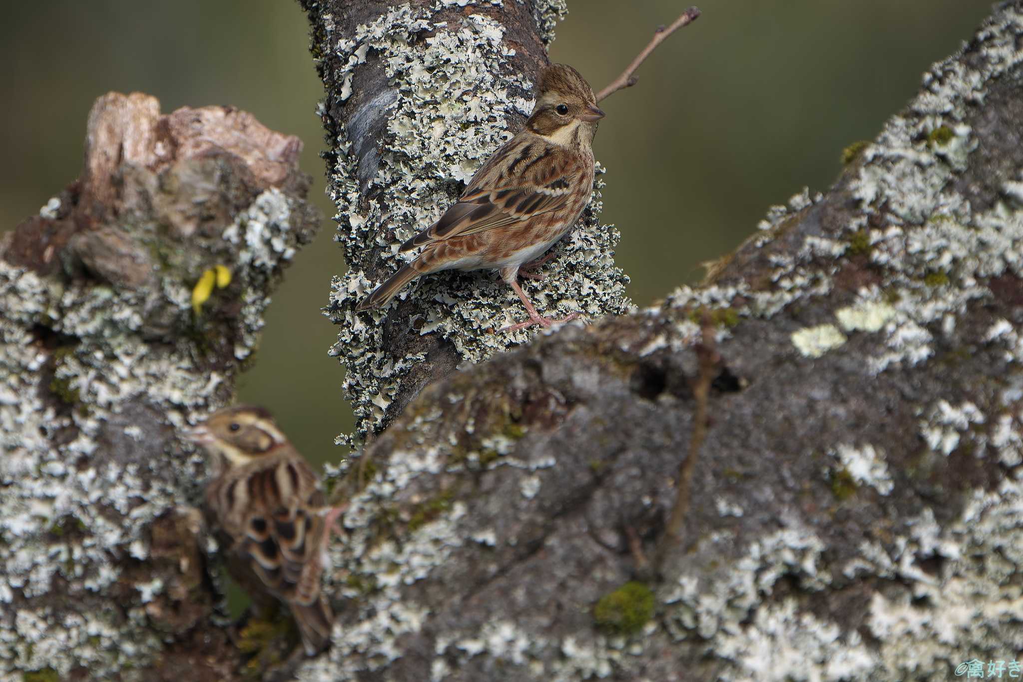 Rustic Bunting