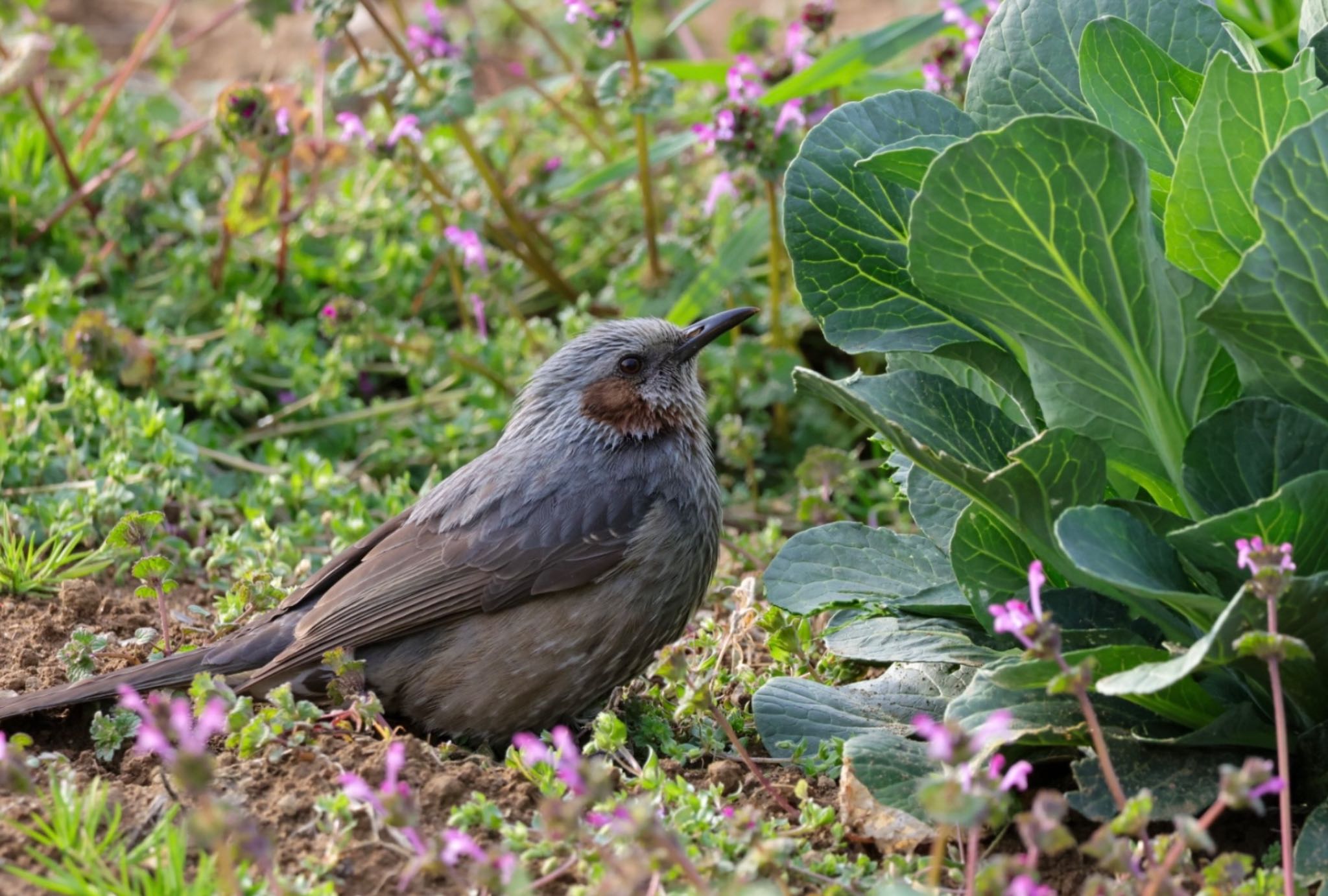 Photo of Brown-eared Bulbul at  by Allium