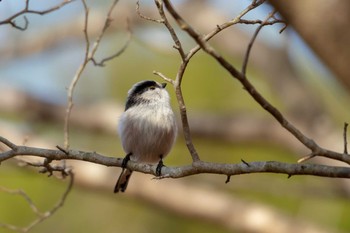 Long-tailed Tit 市民鹿島台いこいの森 Thu, 11/29/2018