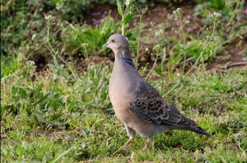 Oriental Turtle Dove Unknown Spots Sat, 2/24/2024