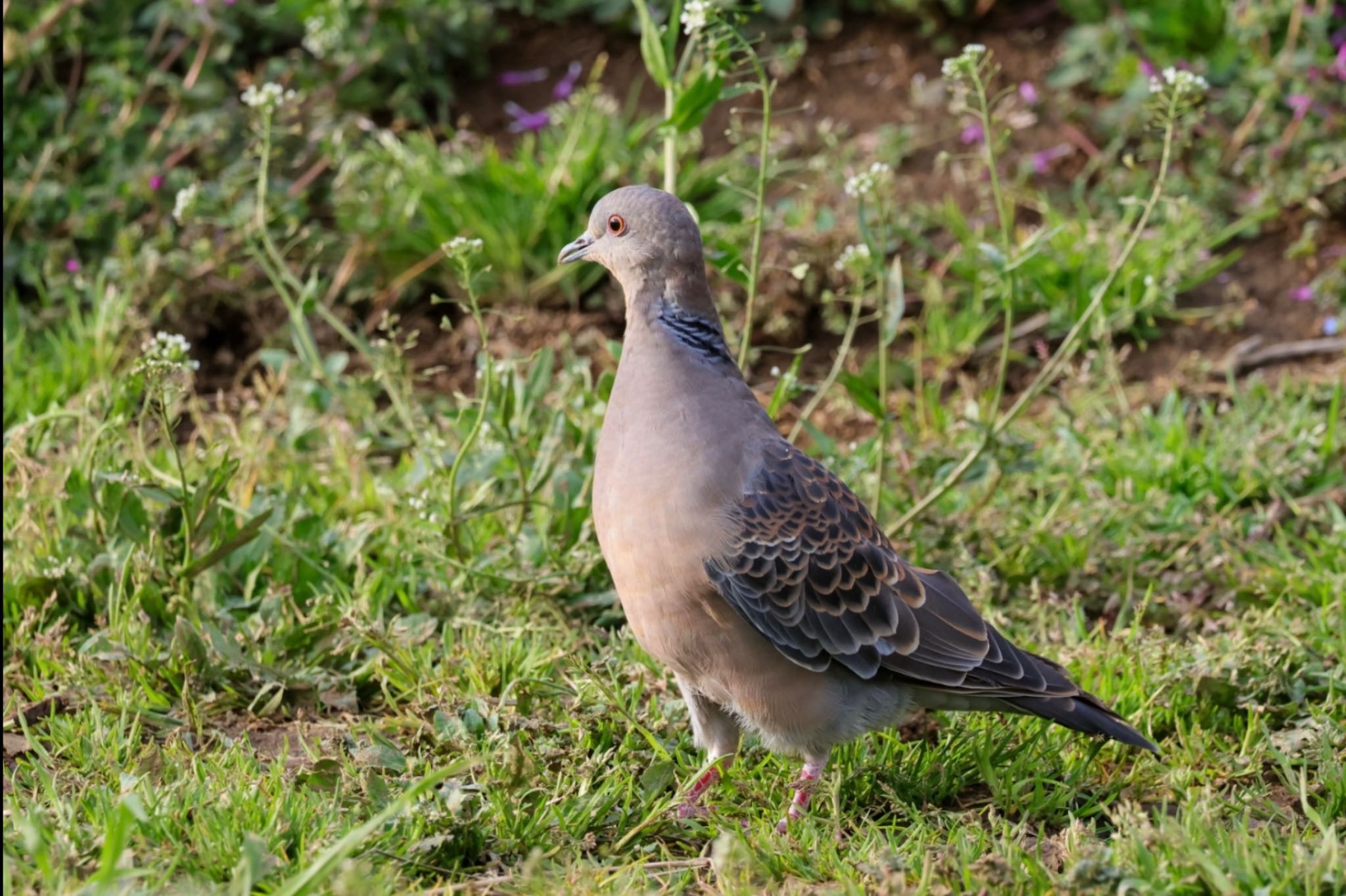 Photo of Oriental Turtle Dove at  by Allium