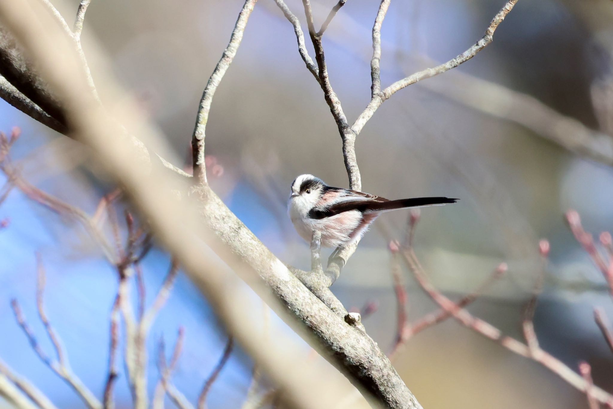 Photo of Long-tailed Tit at 雪入ふれあいの里公園 by ShinyaYama