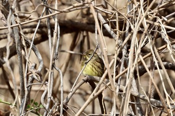 Masked Bunting 雪入ふれあいの里公園 Sat, 2/24/2024