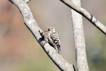 Japanese Pygmy Woodpecker 雪入ふれあいの里公園 Sat, 2/24/2024