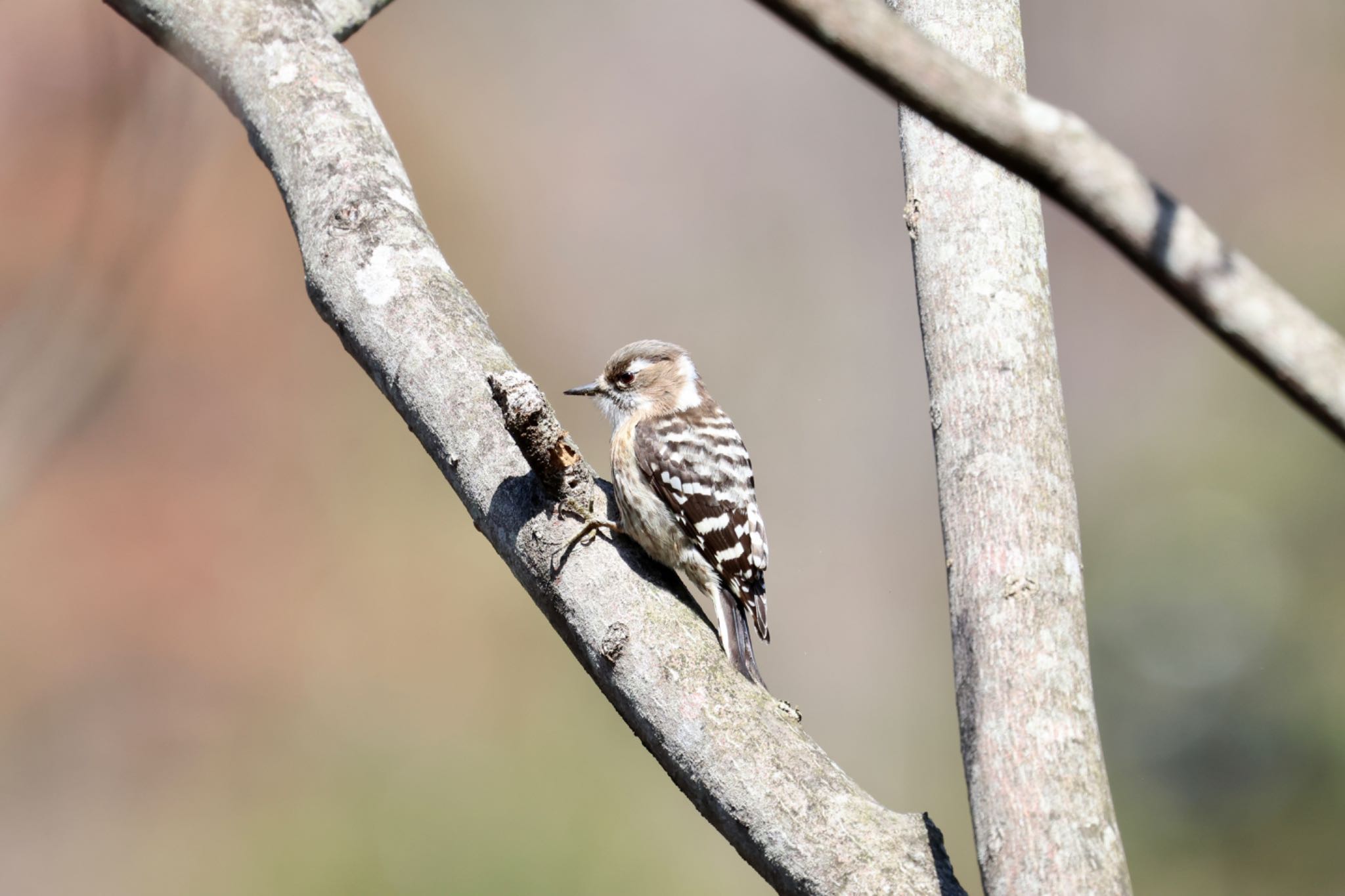 Photo of Japanese Pygmy Woodpecker at 雪入ふれあいの里公園 by ShinyaYama