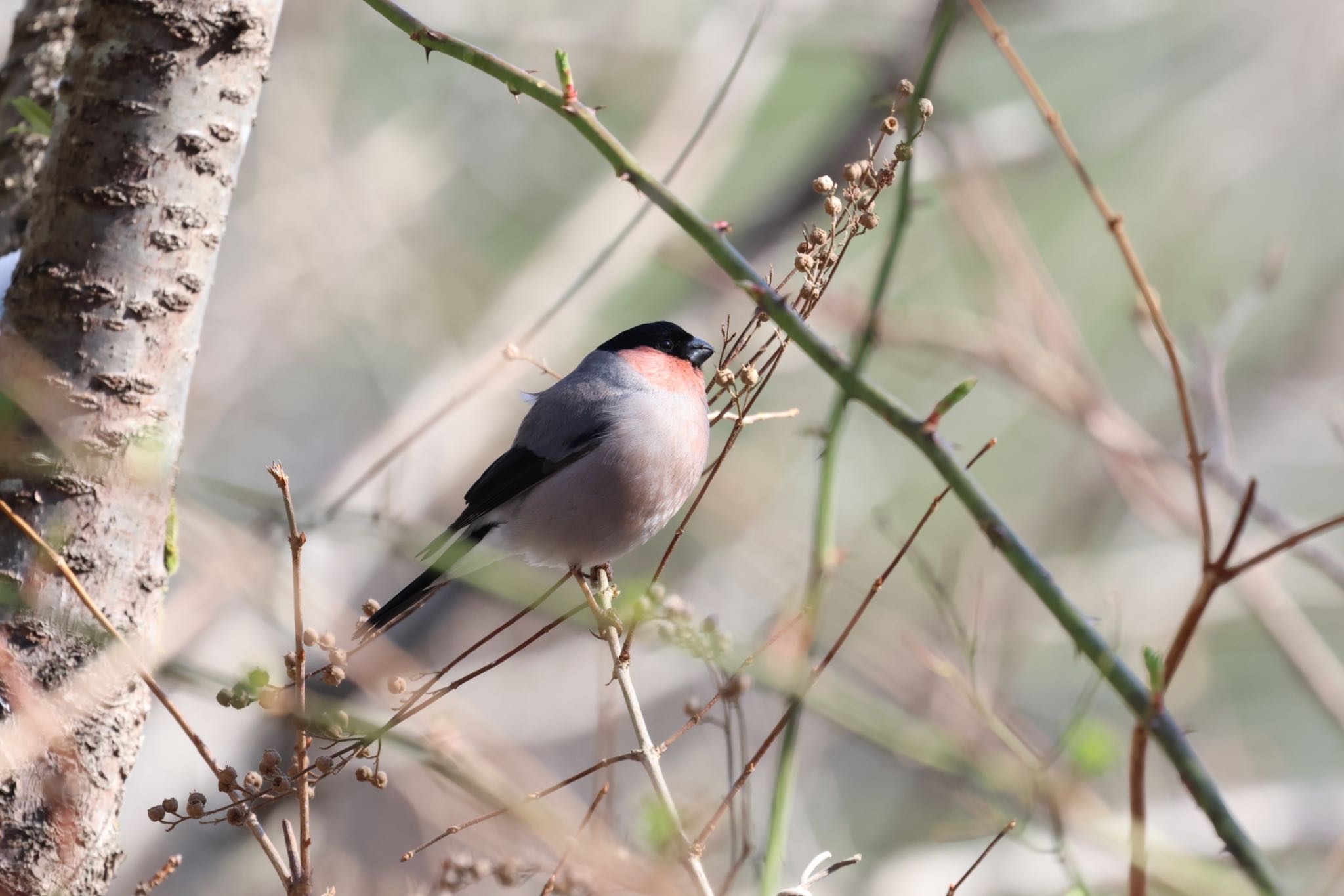 Photo of Eurasian Bullfinch at 雪入ふれあいの里公園 by ShinyaYama