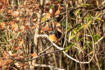 Daurian Redstart 市民鹿島台いこいの森 Thu, 11/29/2018