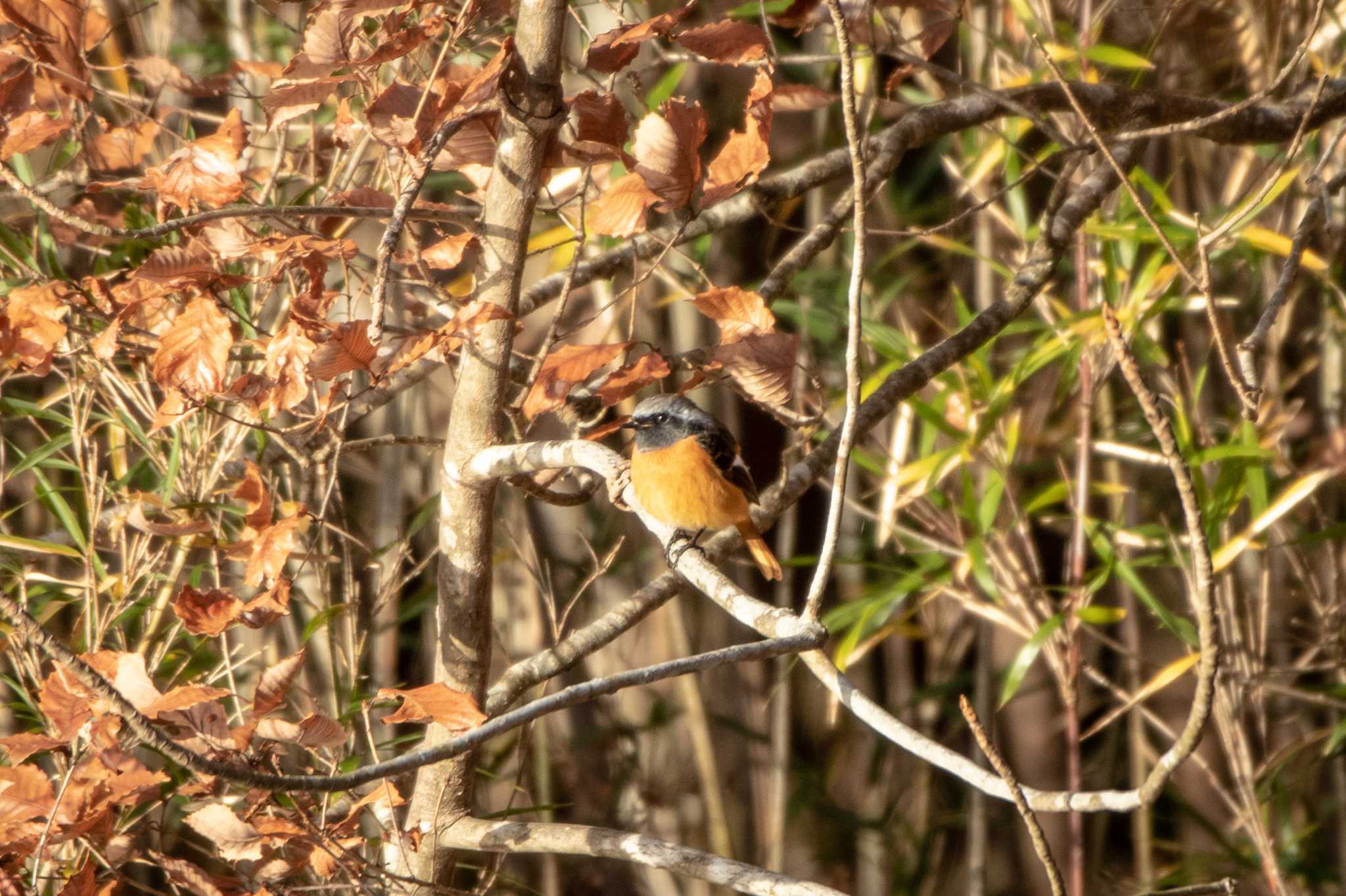 Daurian Redstart